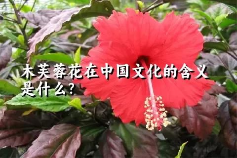 木芙蓉花在中国文化的含义是什么？