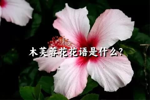 木芙蓉花花语是什么？