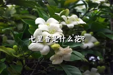 七里香是什么花？