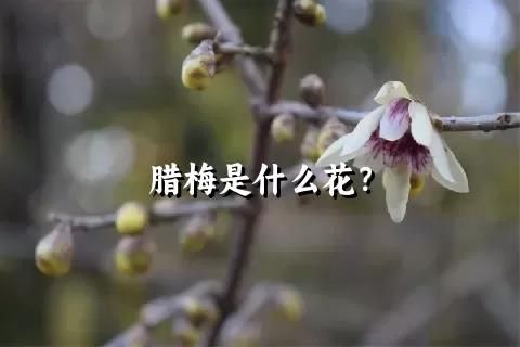 腊梅是什么花？