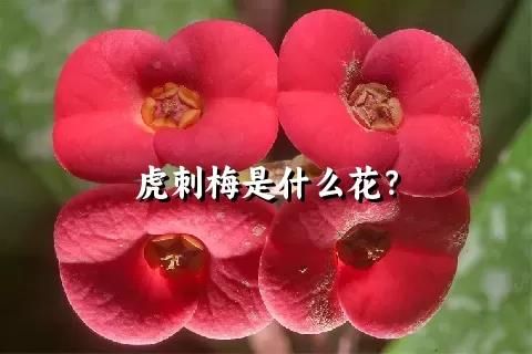 虎刺梅是什么花？