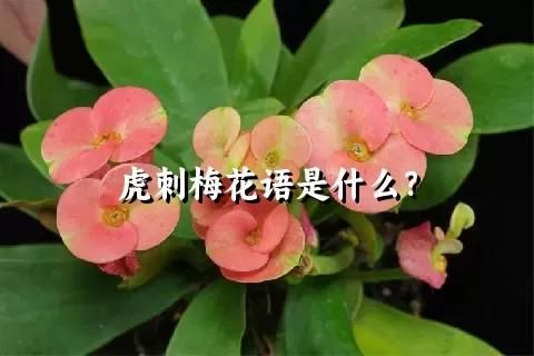 虎刺梅花语是什么？