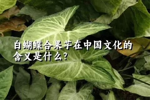 白蝴蝶合果芋在中国文化的含义是什么？