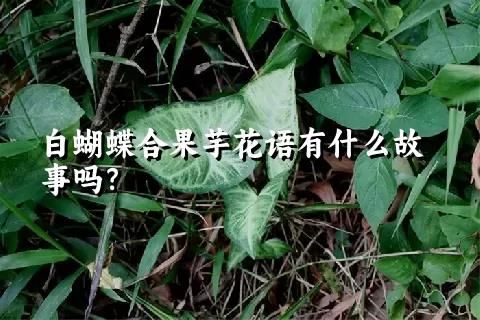 白蝴蝶合果芋花语有什么故事吗？