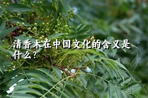 清香木在中国文化的含义是什么？
