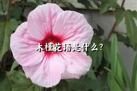 木槿花语是什么？