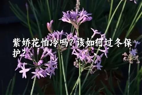 紫娇花怕冷吗？该如何过冬保护？