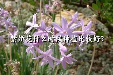 紫娇花什么时候种植比较好？