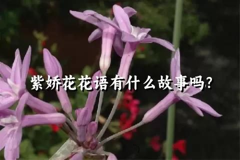 紫娇花花语有什么故事吗？