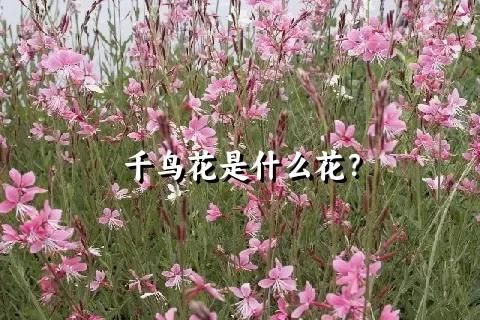 千鸟花是什么花？