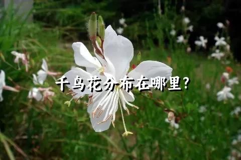 千鸟花分布在哪里?