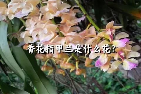 香花指甲兰是什么花？