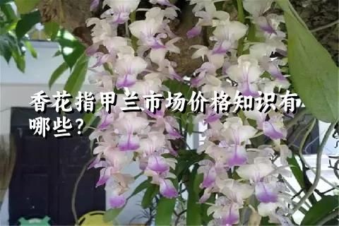 香花指甲兰市场价格知识有哪些？