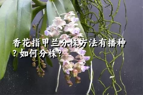 香花指甲兰分株方法有播种？如何分株？