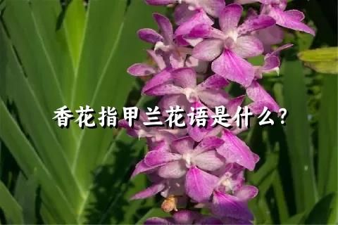 香花指甲兰花语是什么？