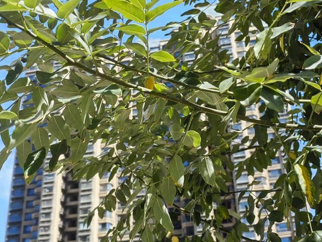国槐是非常接地气的树种，寿命很长，特点突出 关注森林 
