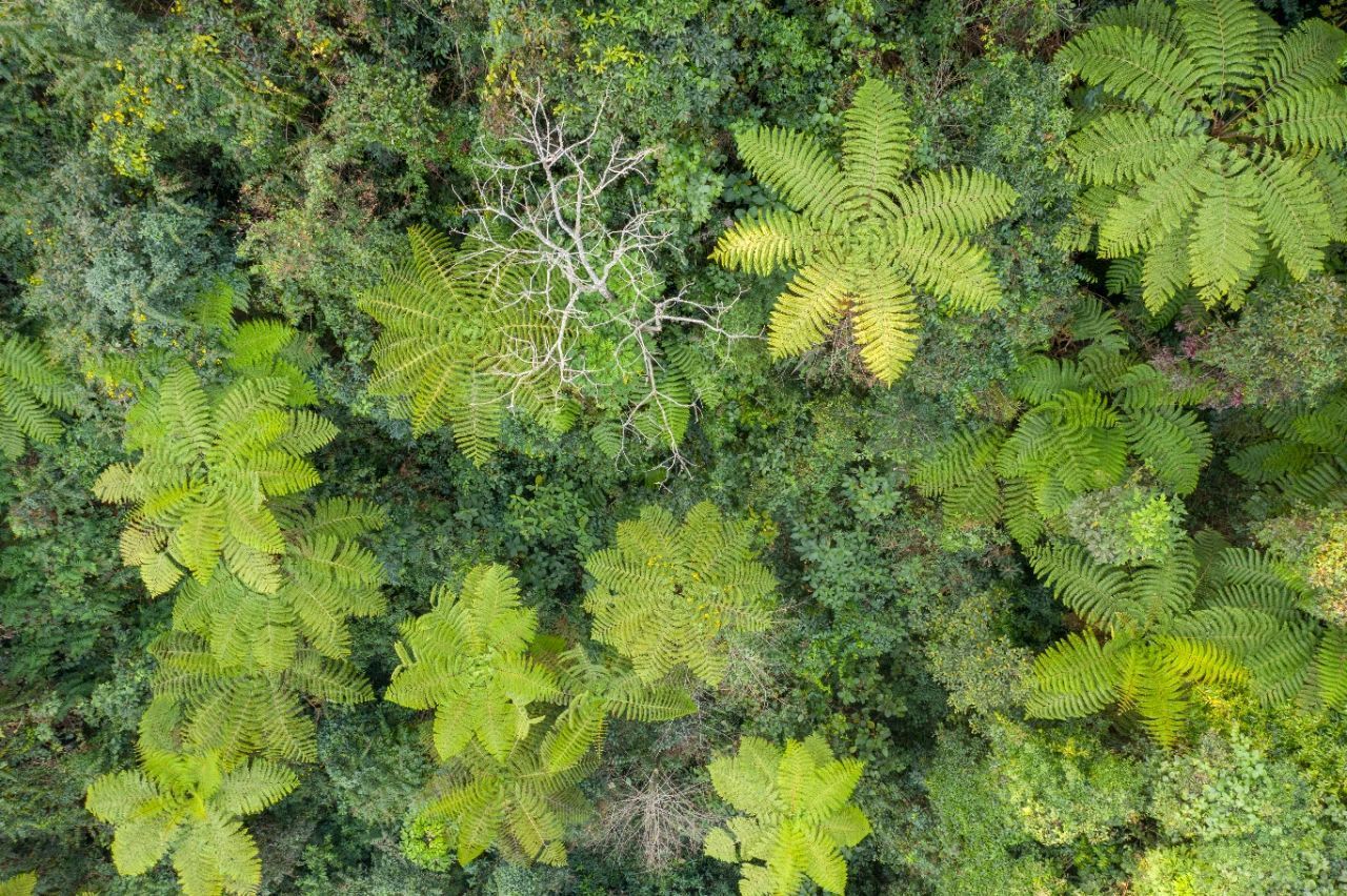 从空中俯瞰，桫椤科植物的顶部叶子如巨伞 李开平 摄