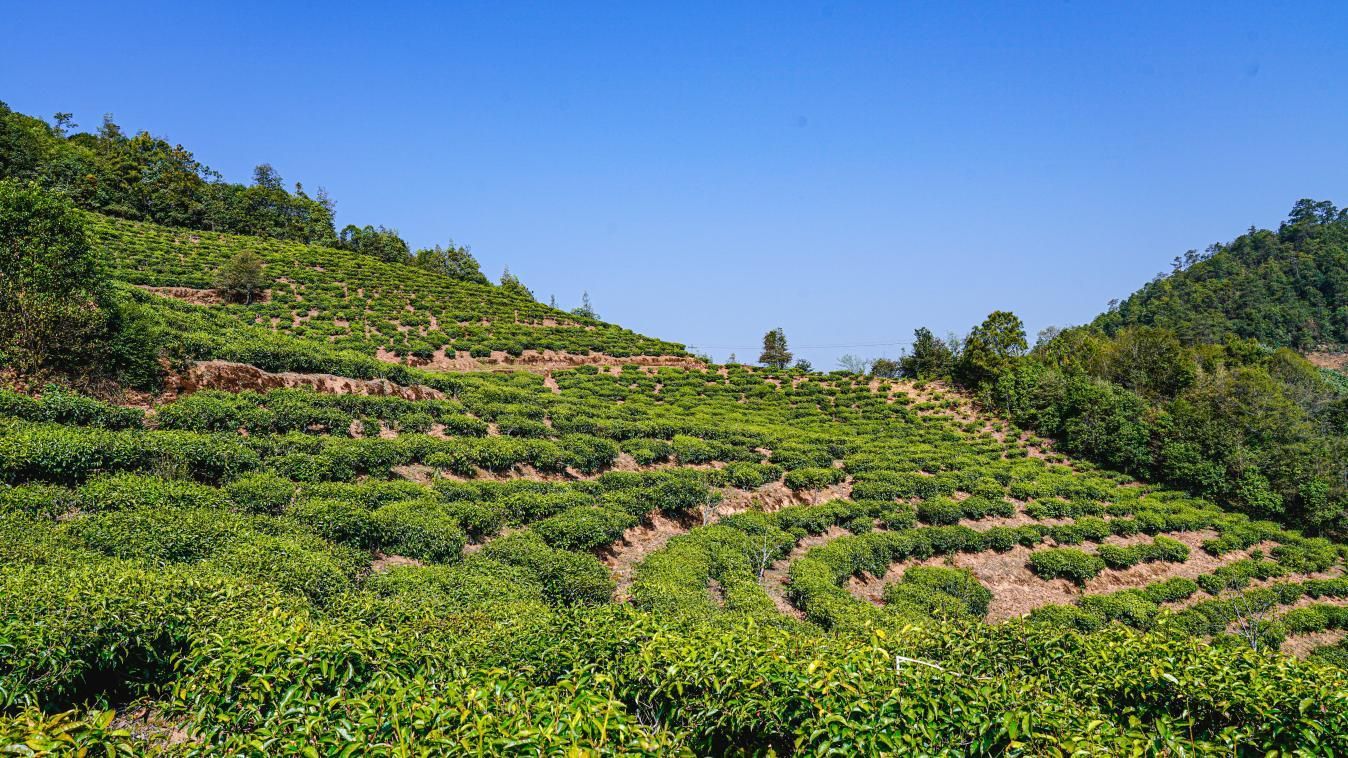 兔街镇茶山