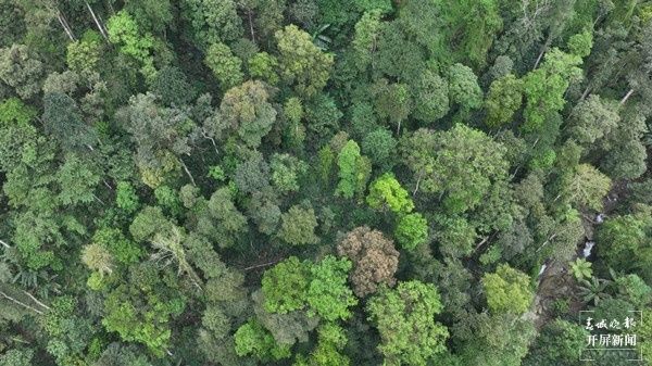 2023年5月，中国科学院昆明植物研究所税玉民团队，在大围山保护区发现了一片保护较好的东京龙脑香林。中国科学院昆明植物研究所 供图