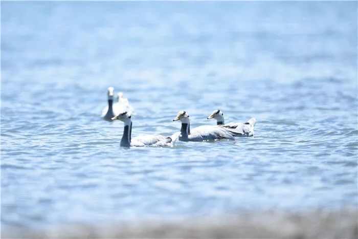 青海湖内的斑头雁（青海日报 供图）