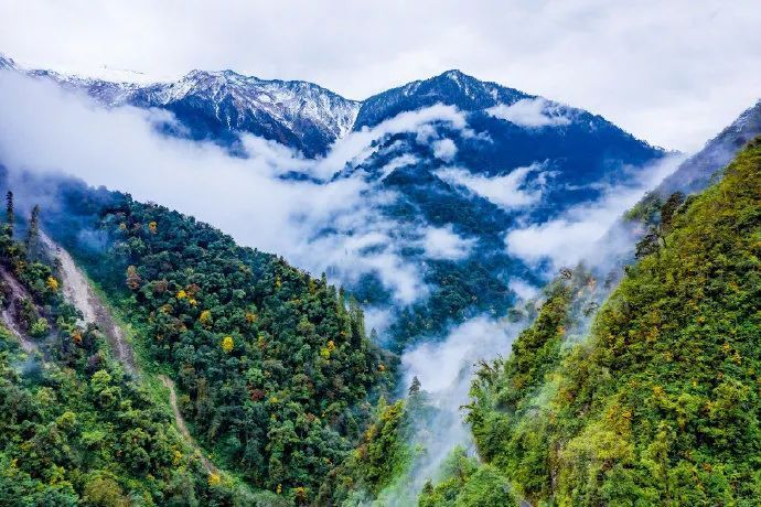 高黎貢山 柯炫暉 攝