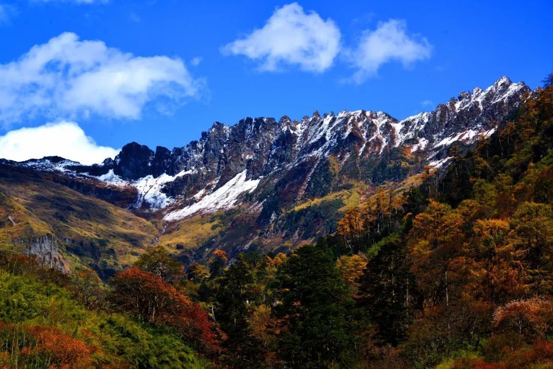 高黎貢山 圖源：高黎貢山國家級自然保護(hù)區(qū)怒江管護(hù)局