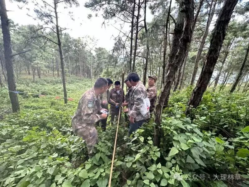 弥渡县牛街乡：实施森林抚育筑屏障 - 关注森林