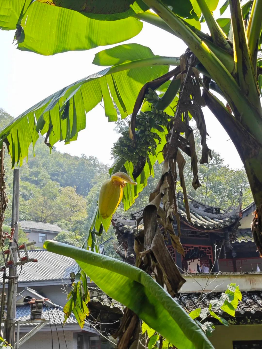 【物种日记 ｜ 芭蕉】芭蕉的花与果