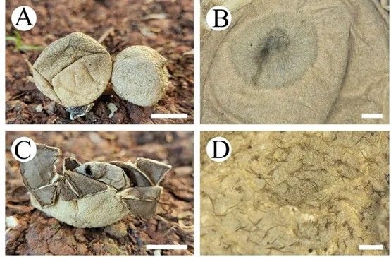 云南地星Geastrum yunnanense X.Yang & C.L.Zhao A未擴(kuò)展的子實(shí)體；B子實(shí)體口緣；C子實(shí)體；D菌絲層；照片由西南林業(yè)大學(xué)碩士研究生楊新提供