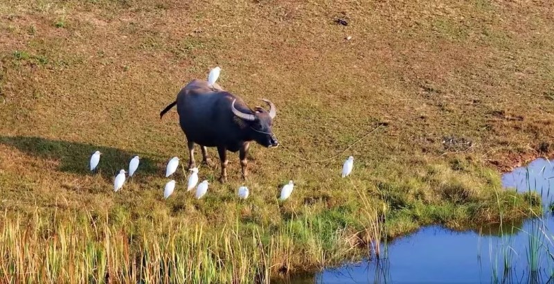 動物和諧相處