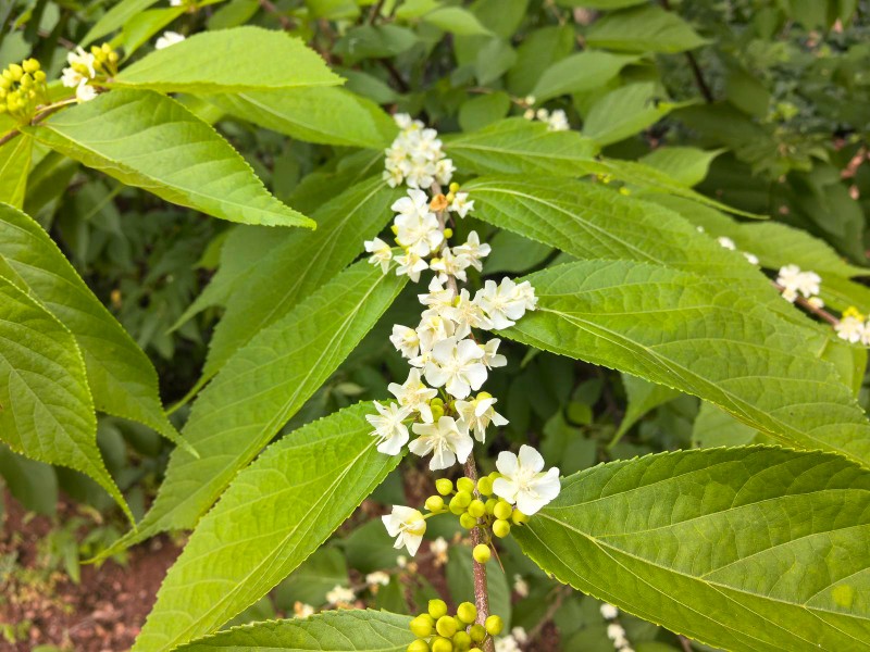 平當樹開花 昆明植物園供圖