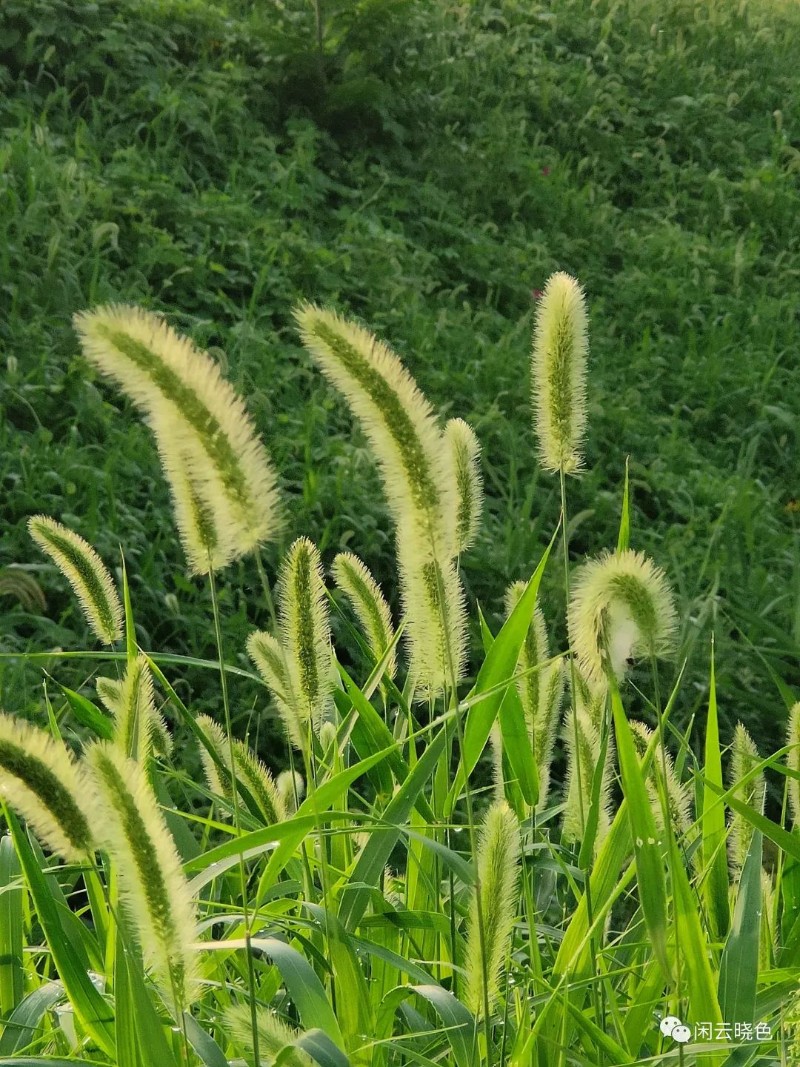 圖片