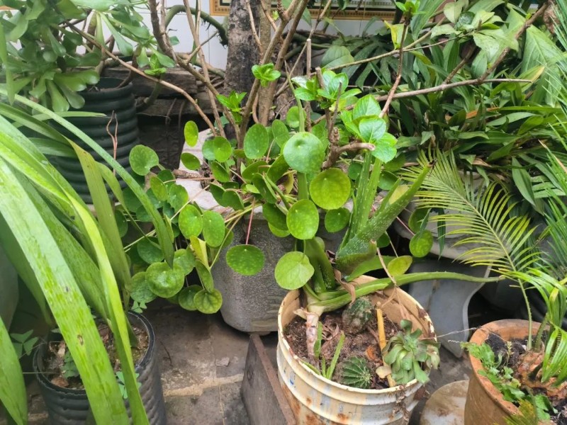 圖片