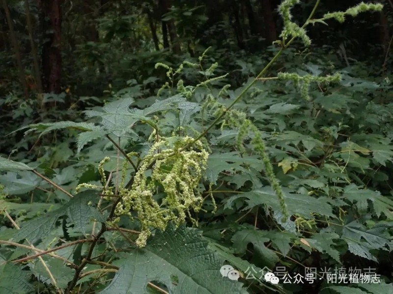 圖片