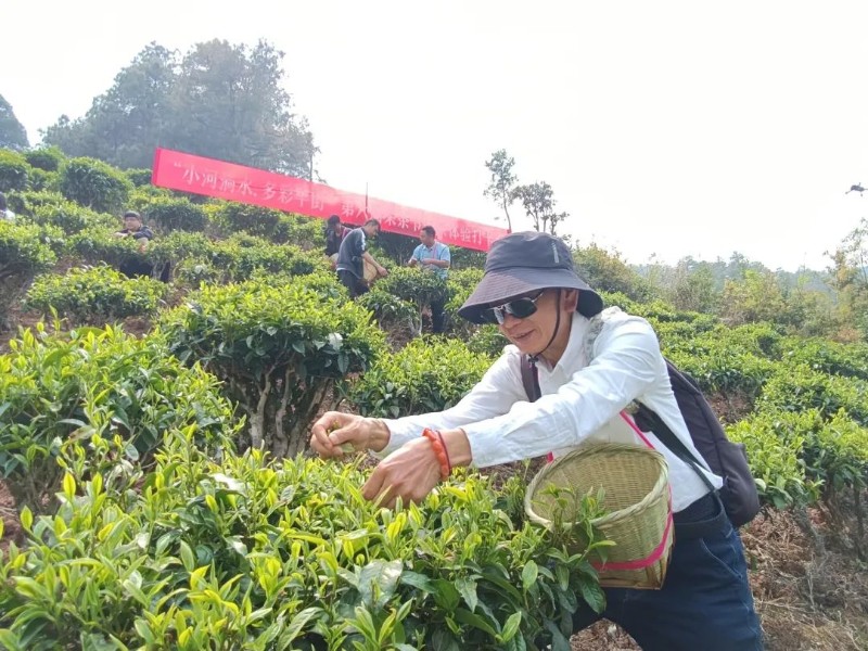 【圖片新聞】游客在彌渡縣牛街彝族鄉(xiāng)木掌村茶園踏青打卡，體驗(yàn)采茶制茶。.jpg