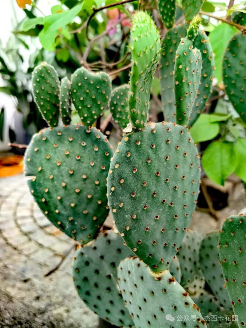 圖片