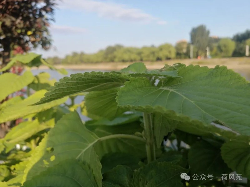 圖片