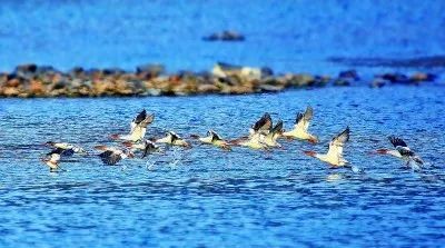 江西婺源森林鳥類國家級自然保護區(qū)：百鳥鳴青山 翩躚入畫屏