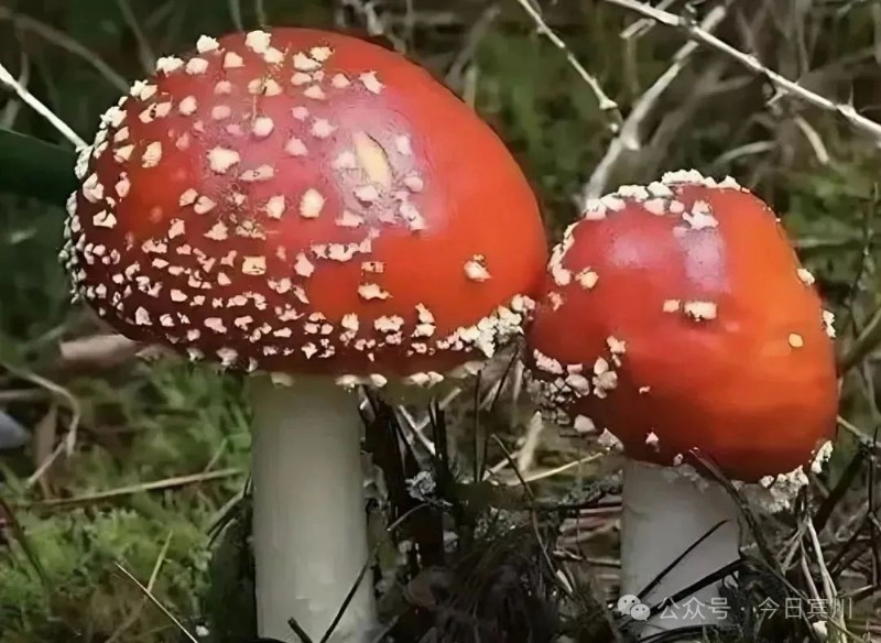 圖片