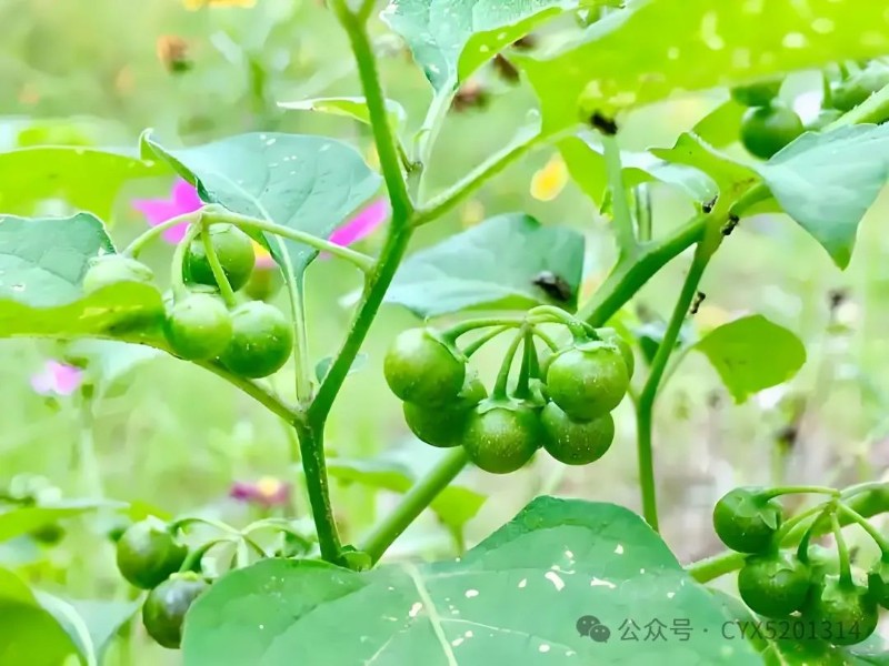 圖片