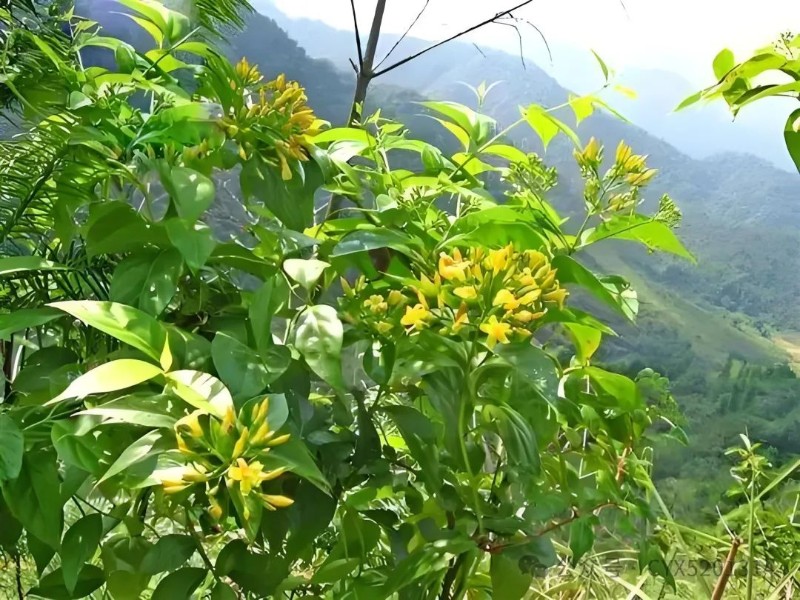 圖片