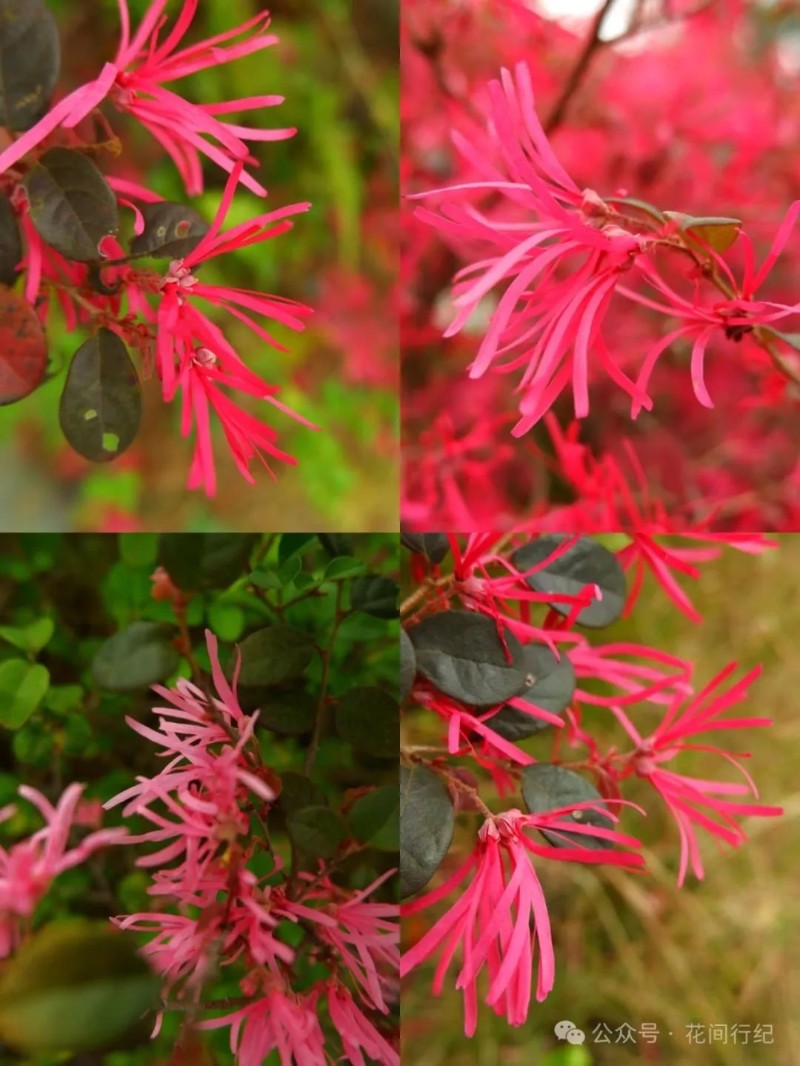 红花檵（jì）木：低调的绚烂，沉默的温柔 关注森林 