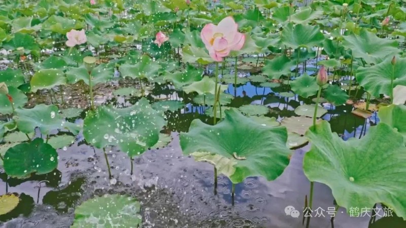 7月7日(2).jpg