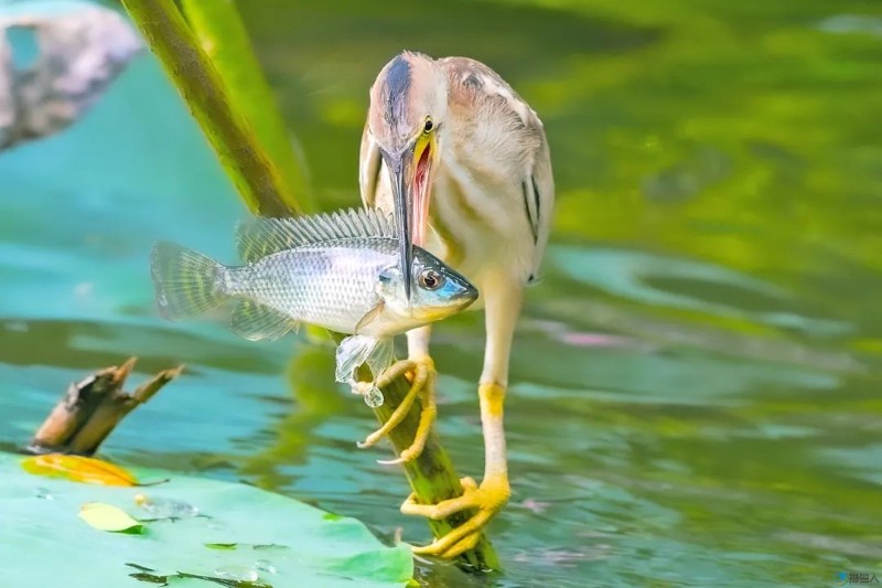 圖片