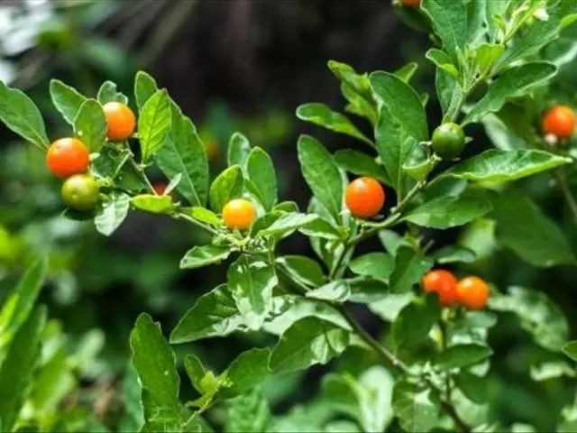 珊瑚櫻的培養(yǎng)方法都有多少人知道，趕緊養(yǎng)一盆吧珊瑚櫻吧！