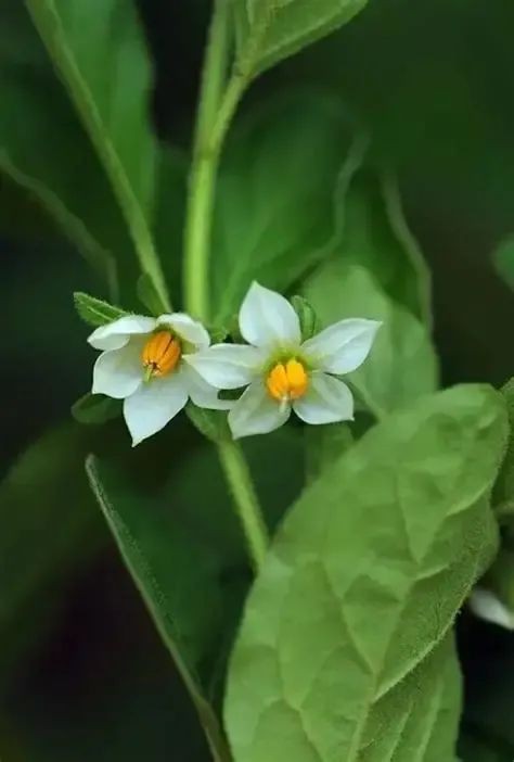 珊瑚櫻