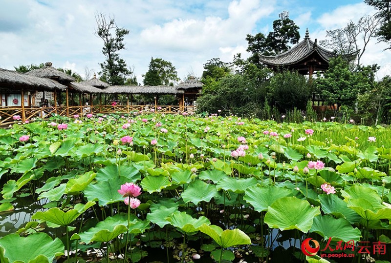 麒麟水鄉(xiāng)2000畝荷花盛開。人民網(wǎng)記者 劉怡攝 