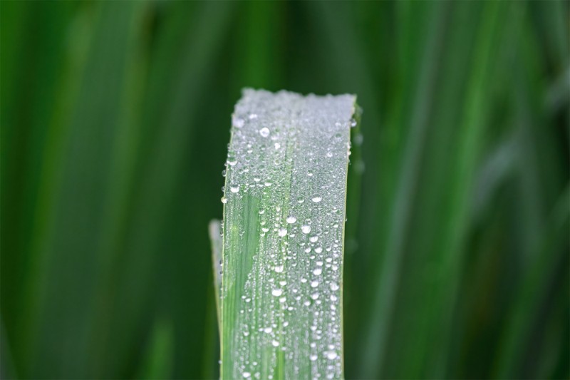 菖蒲葉上的露珠。