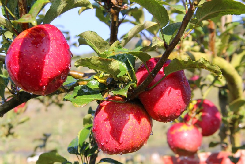 蒙自市西北勒鄉(xiāng)種植的蘋(píng)果 圖源：紅河州融媒體中心圖片庫(kù)