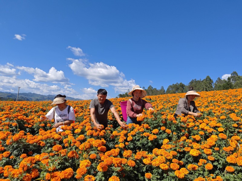 屏邊縣種植的萬(wàn)壽菊 圖源：屏邊縣融媒體中心